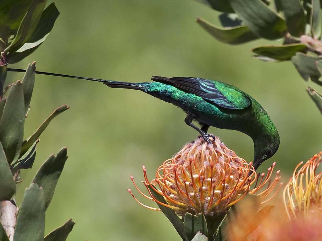 Апартаменты Avian Leisure Саймонстаун Экстерьер фото